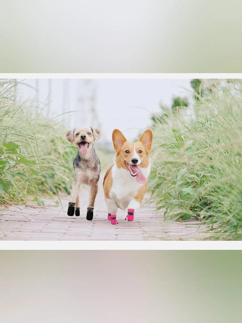 Dog 🐶 Shoes for Small Dogs, Puppy Boots